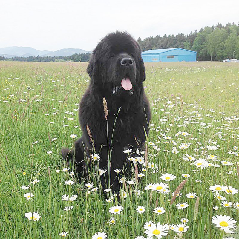 Фотография № 183754