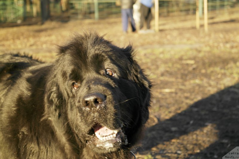 Фото: ньюфаундленд N'yufort Hayper K'yut (Ньюфорт Хайпер Кьют)