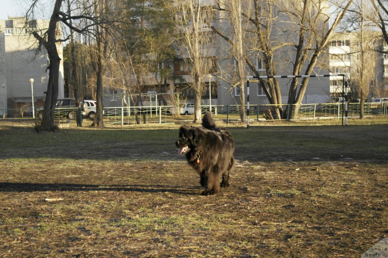 Фото: ньюфаундленд N'yufort Hayper K'yut (Ньюфорт Хайпер Кьют)