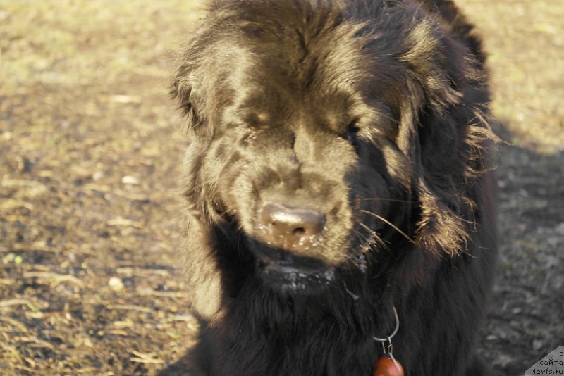 Фото: ньюфаундленд N'yufort Hayper K'yut (Ньюфорт Хайпер Кьют)