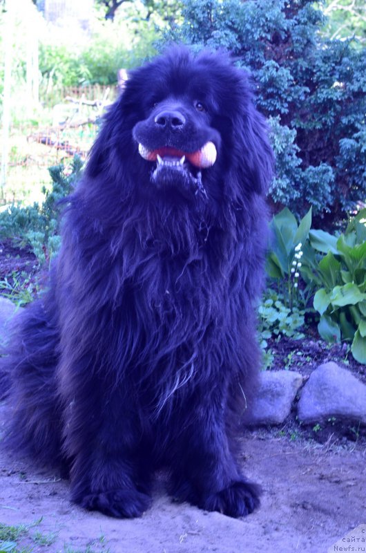 Фото: ньюфаундленд Semi Vershin CHudesnyiy Kruz (Семи Вершин Чудесный Круз)