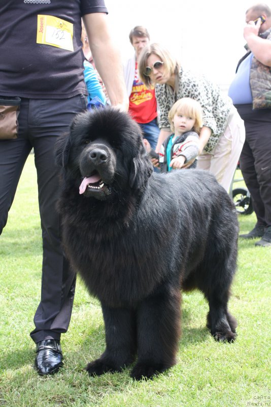 Фото: ньюфаундленд Chudotvorniy Atlas Kara Deniz