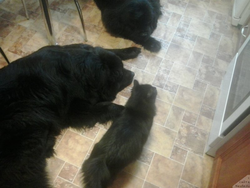 Фото: ньюфаундленд Super Premium Merlin Monro (Супер Премиум Мерлин Монро), ньюфаундленд Nessi Blyek s  Lesnoy Zaimki (Несси Блэк с  Лесной Заимки)