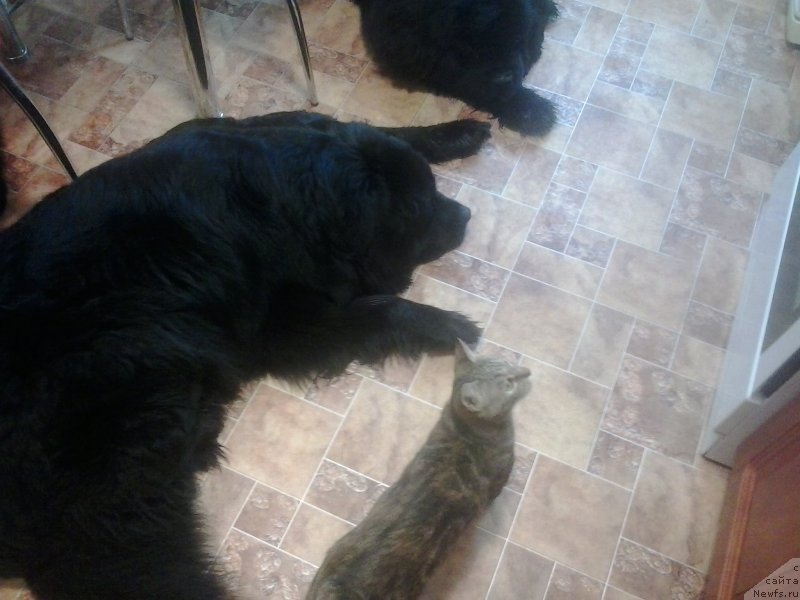 Фото: ньюфаундленд Super Premium Merlin Monro (Супер Премиум Мерлин Монро), ньюфаундленд Nessi Blyek s  Lesnoy Zaimki (Несси Блэк с  Лесной Заимки)