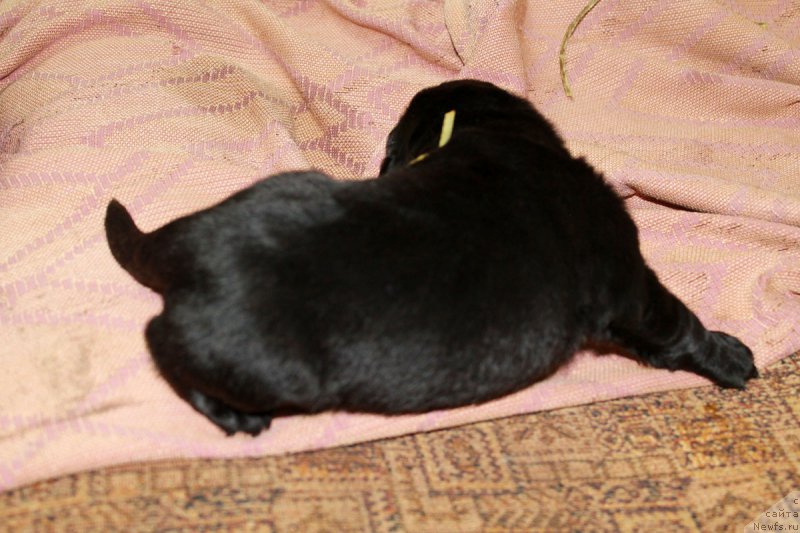 Фото: ньюфаундленд Russkaya Krasavica Nyura (Русская Красавица Нюра)