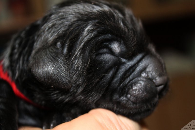 Фото: ньюфаундленд Russkaya Krasavica Nyura (Русская Красавица Нюра)