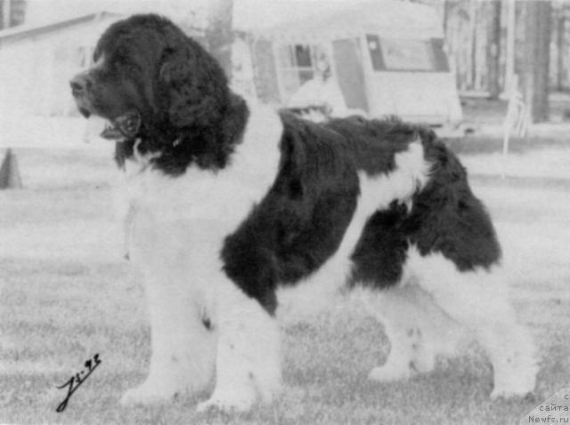 Фото: ньюфаундленд Sikandi Aussie Bear