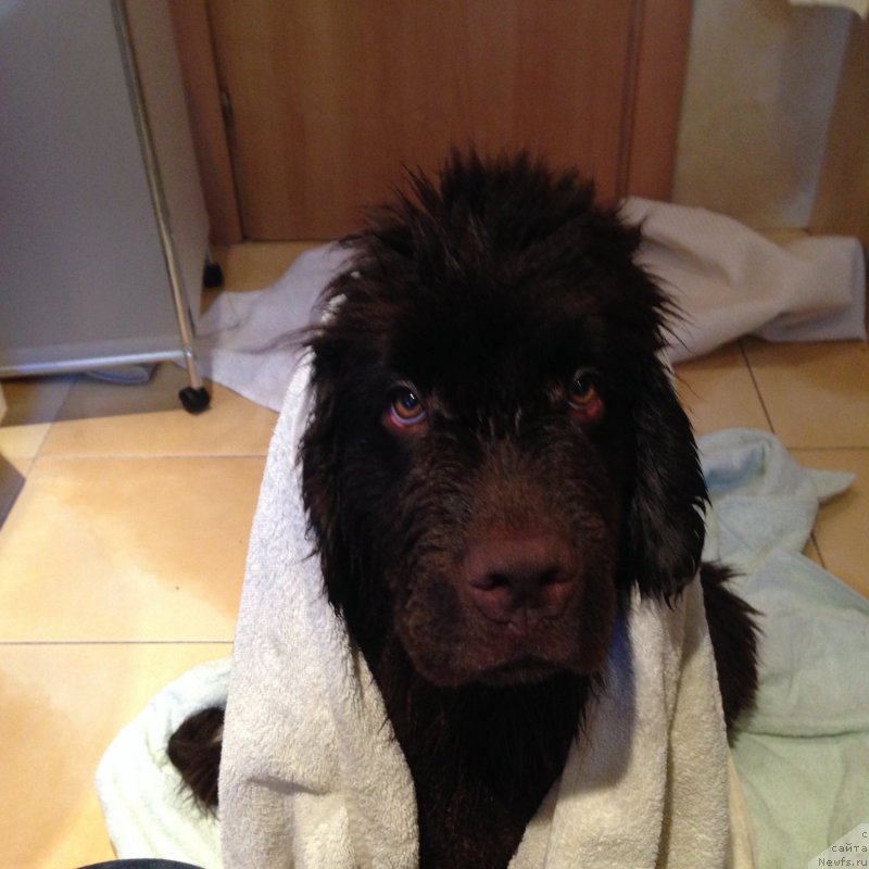 Фото: ньюфаундленд N'yufort Vasabi (Ньюфорт Васаби)