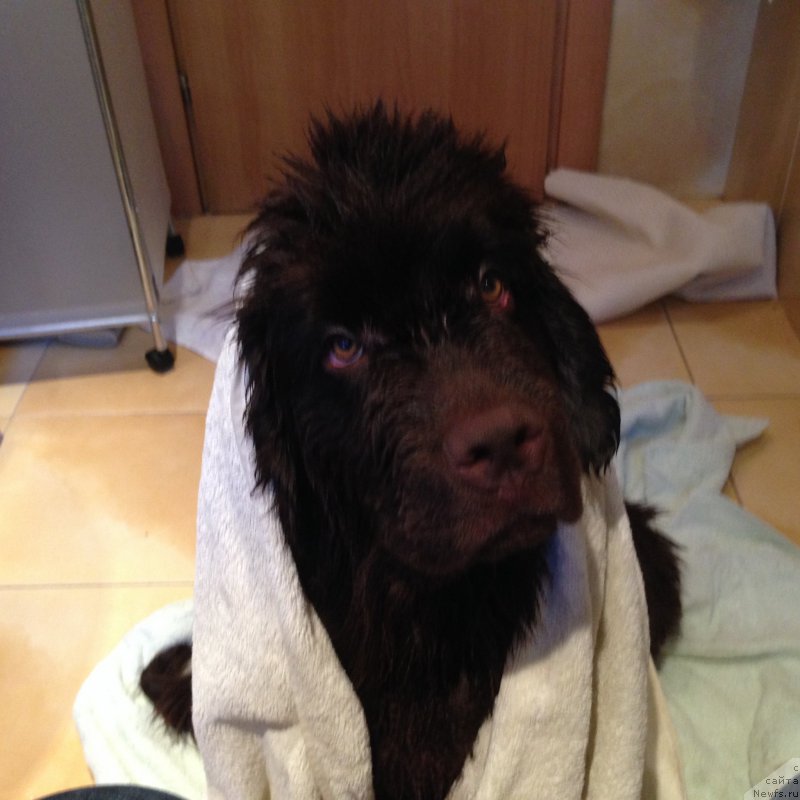 Фото: ньюфаундленд N'yufort Vasabi (Ньюфорт Васаби)