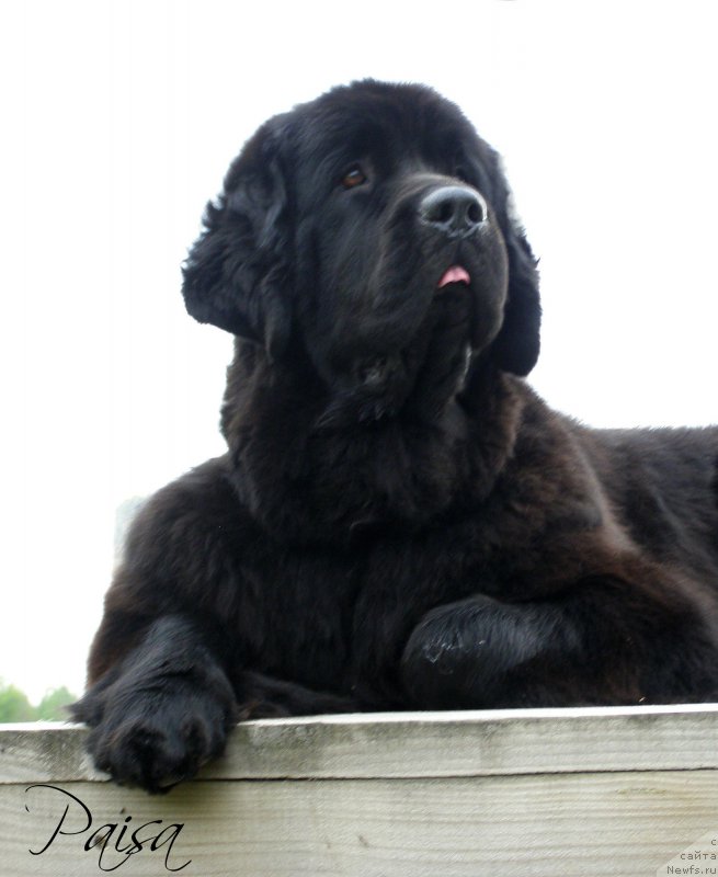 Фото: ньюфаундленд Chernaya Mafia Maybe She Will (Черная Мафия Маубе Ше Вилл)