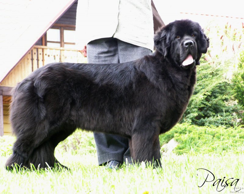 Фото: ньюфаундленд Chernaya Mafia Maybe She Will (Черная Мафия Маубе Ше Вилл)