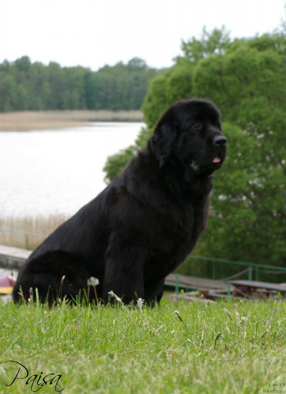 Фото: ньюфаундленд Chernaya Mafia Maybe She Will (Черная Мафия Маубе Ше Вилл)