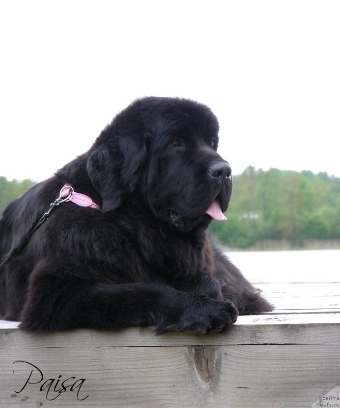 Фото: ньюфаундленд Chernaya Mafia Maybe She Will (Черная Мафия Маубе Ше Вилл)