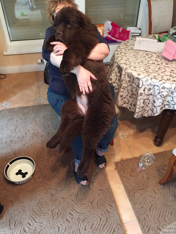 Фото: ньюфаундленд N'yufort Vasabi (Ньюфорт Васаби), Elena SHigal' (Елена Шигаль)