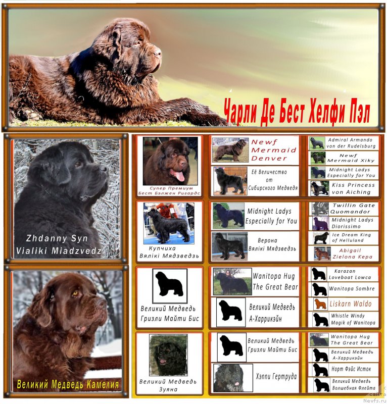 Фото: ньюфаундленд Charli The Best Helfi Pel (Чарли Де Бест Хелфи Пэл)