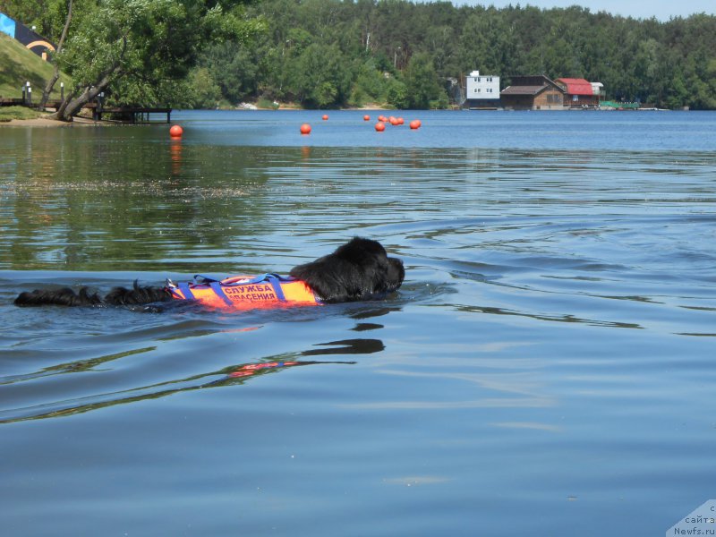 Фото: ньюфаундленд Laymar Seynari (Лаймар Сейнари)