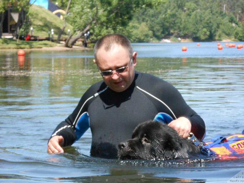Фото: ньюфаундленд Laymar Seynari (Лаймар Сейнари), Andrey Vasil'cov (Андрей Васильцов)