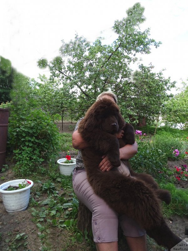 Фото: ньюфаундленд N'yufort Vivian (Ньюфорт Вивиан)