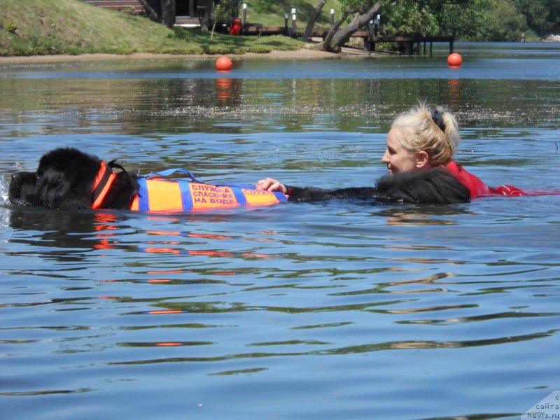 Фото: Ol'ga Muzyichuk (Ольга Музычук), ньюфаундленд Belkonder-Club Ugli-Boogli (Белкондер-Клаб Угли-Бугли)