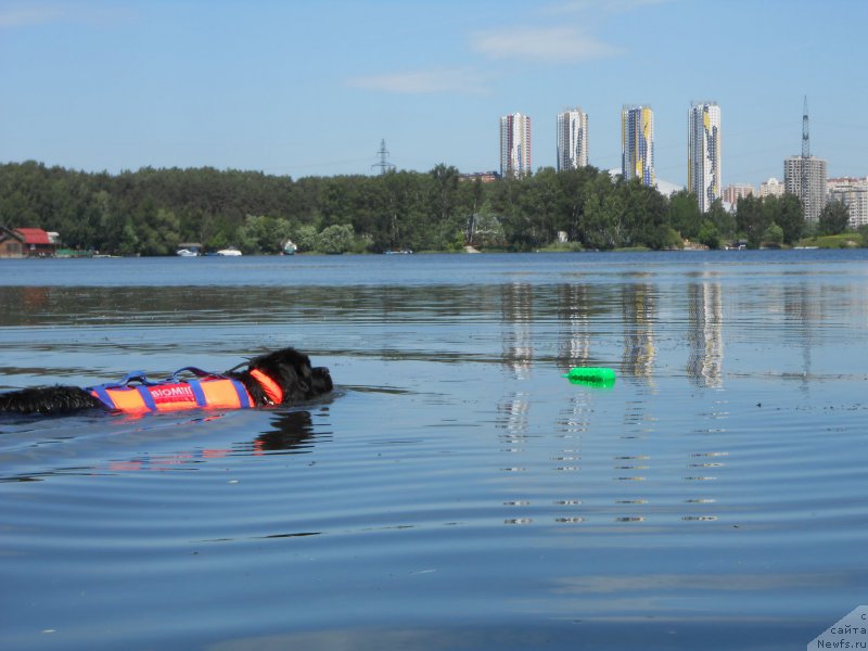 Фото: Larisa Kutina (Лариса Кутина), ньюфаундленд Belkonder-Club Ugli-Boogli (Белкондер-Клаб Угли-Бугли)