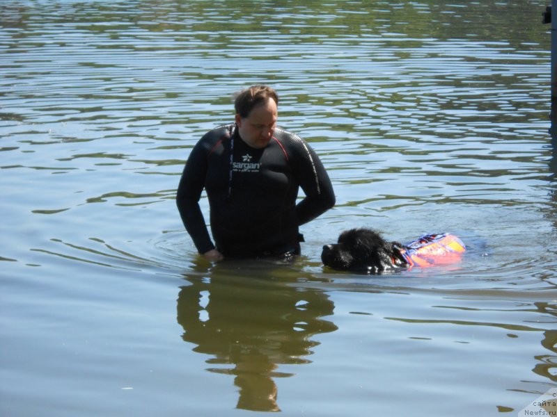 Фото: ньюфаундленд Sent Djons Larel Leolanda (Сент Джонс Ларель Леоланда), Леонид