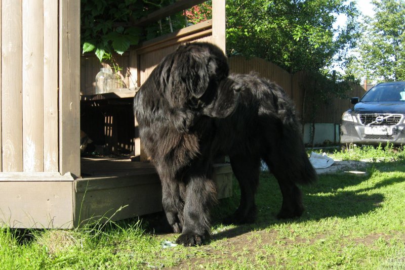 Фото: ньюфаундленд Chernaya Mafia Short and Sweet (Черная Мафия Шорт анд Свеет)