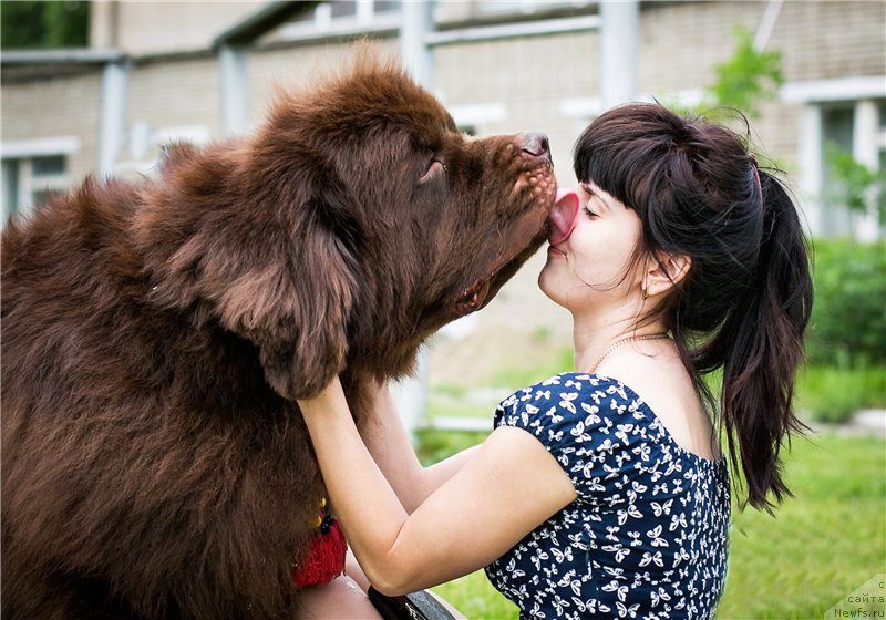 Фото: ньюфаундленд Fakturnyi Frukt s Berega Dona (Фактурный Фрукт с Берега Дона)