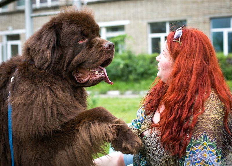Фото: ньюфаундленд Fakturnyi Frukt s Berega Dona (Фактурный Фрукт с Берега Дона)