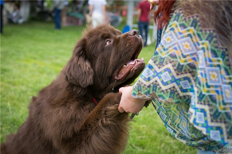 Фото: ньюфаундленд Fakturnyi Frukt s Berega Dona (Фактурный Фрукт с Берега Дона)