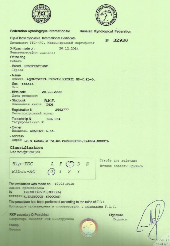 Фото: ньюфаундленд Aquatoriya Kelvin Kadril (Акватория Келвин Кадриль)