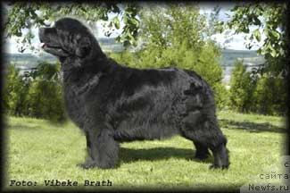 Фото: ньюфаундленд Amoradas Petra Etc.