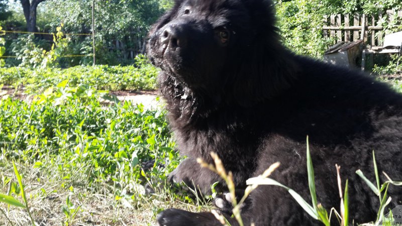 Фотография № 183910