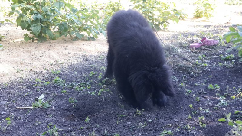 Фото: ньюфаундленд CHernyiy Balu Elisey (Черный Балу Елисей)