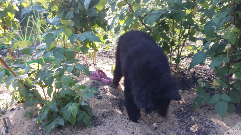 Фото: ньюфаундленд CHernyiy Balu Elisey (Черный Балу Елисей)