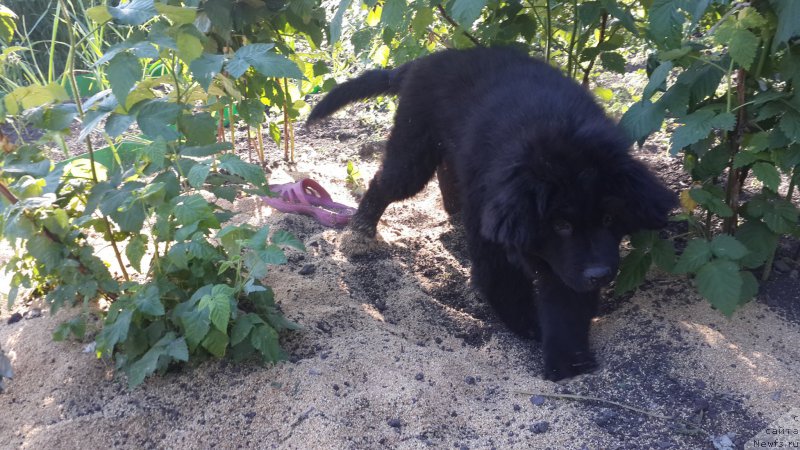 Фотография № 183923