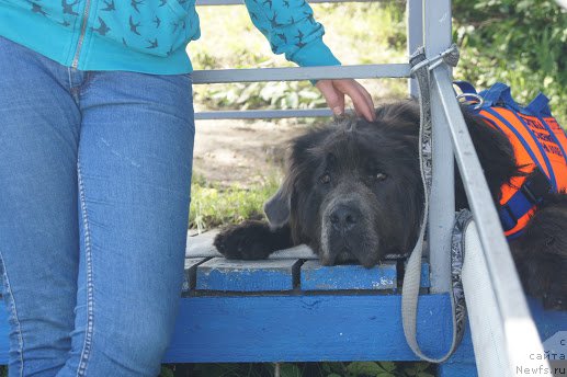 Фото: ньюфаундленд Angel Khranitel Gruffidd (Ангел Хранитель Граффидд)