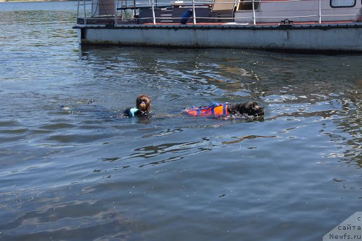 Фото: ньюфаундленд Angel Khranitel Gruffidd (Ангел Хранитель Граффидд)