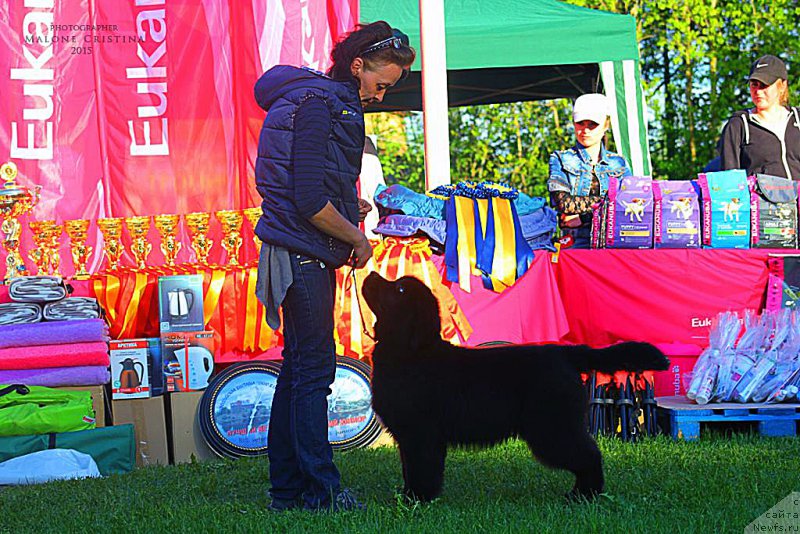 Фото: ньюфаундленд Beguschaya po Volnam Bravo Bravissimo (Бегущая по Волнам Браво Брависсимо)