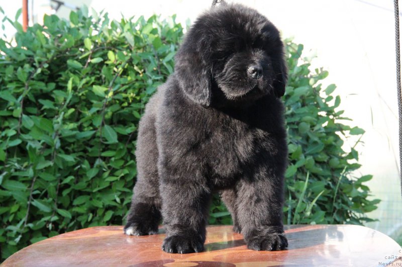 Фотография № 183957