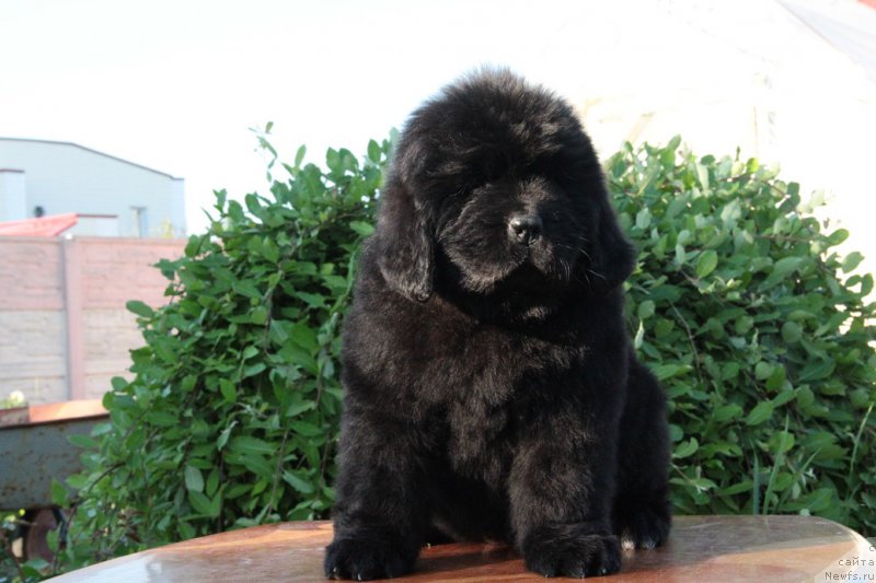 Фотография № 183960