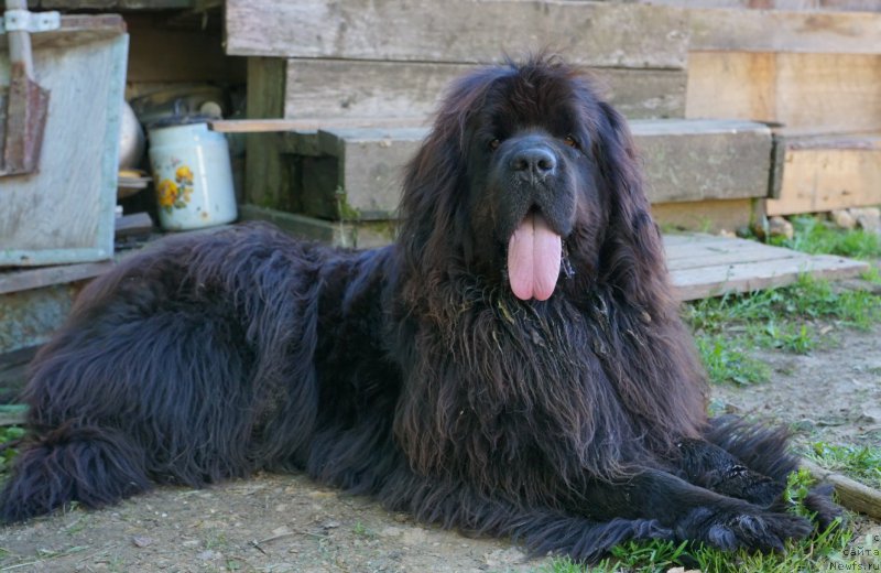 Фото: ньюфаундленд Obayatel'naya Ledi ot Laskovogo Del'fina (Обаятельная Леди от Ласкового Дельфина)