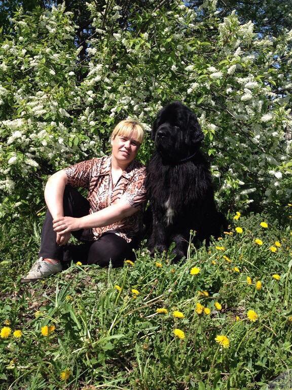 Фото: ньюфаундленд Super Premium Metel' (Супер Премиум Метель)