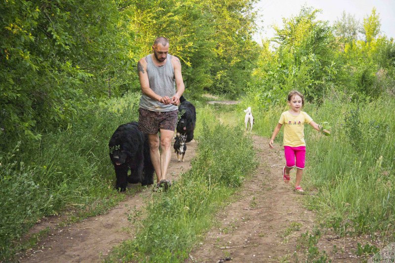 Фото: ньюфаундленд L'vinoe Serdce (Львиное Сердце), Andrey Volkov (Андрей Волков), ньюфаундленд CHernyiy Balu Dobryinya (Черный Балу Добрыня)
