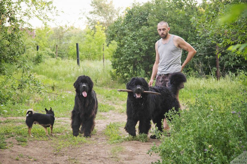 Фото: ньюфаундленд CHernyiy Balu Dobryinya (Черный Балу Добрыня), ньюфаундленд L'vinoe Serdce (Львиное Сердце), Andrey Volkov (Андрей Волков)