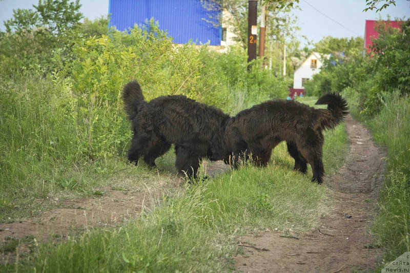 Фото: ньюфаундленд L'vinoe Serdce (Львиное Сердце), ньюфаундленд CHernyiy Balu Dobryinya (Черный Балу Добрыня)