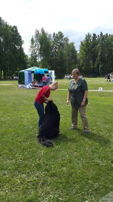 Фото: ньюфаундленд Adelina Blagorodnaya L'vica (Аделина Благородная Львица)