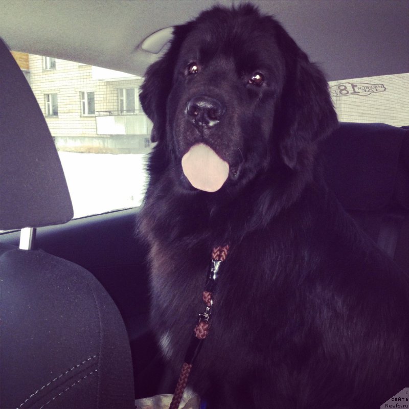 Фото: ньюфаундленд Adelina Blagorodnaya L'vica (Аделина Благородная Львица)