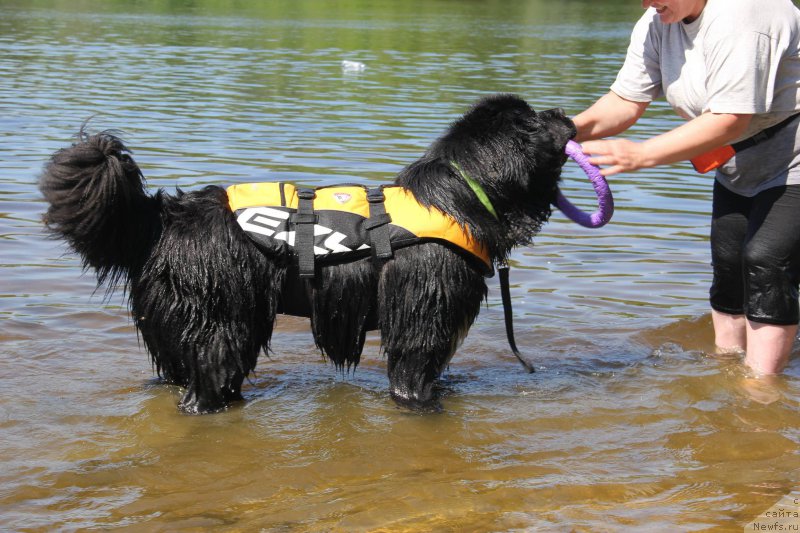 Фото: ньюфаундленд On Aroll Midnight Bear