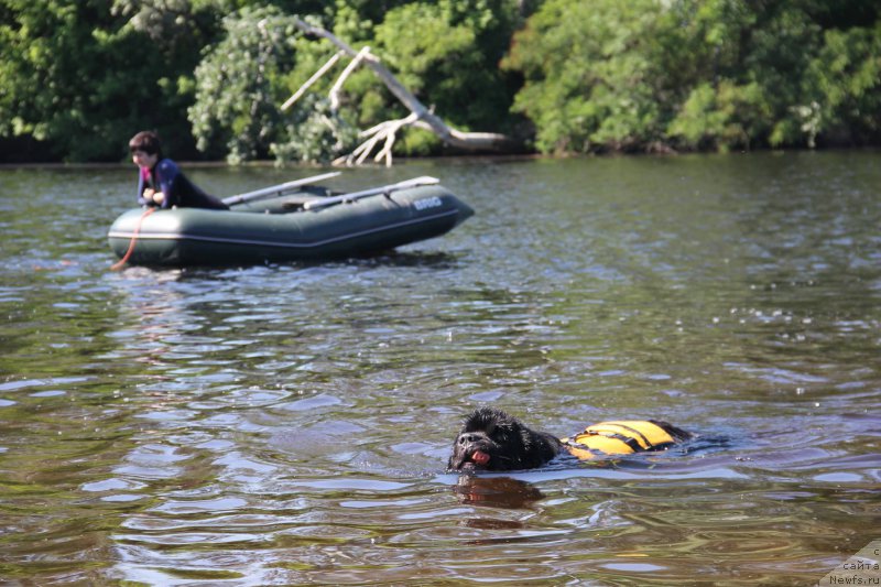 Фото: ньюфаундленд On Aroll Midnight Bear