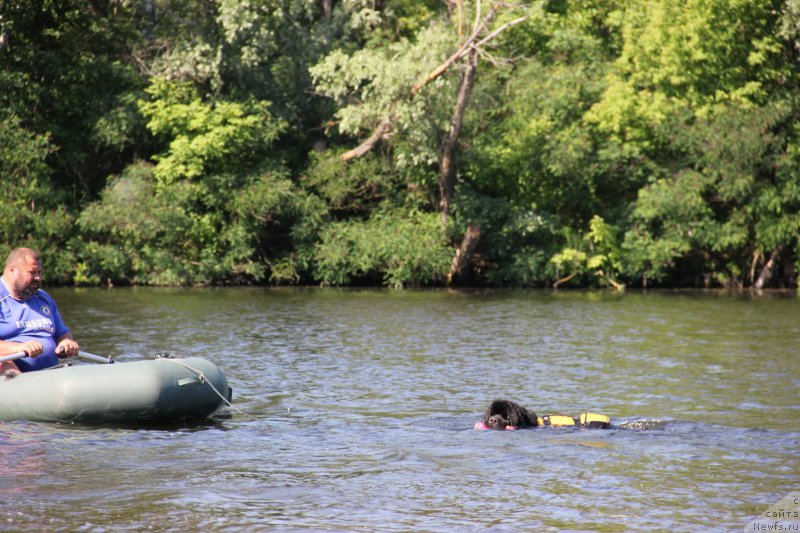 Фото: ньюфаундленд On Aroll Midnight Bear